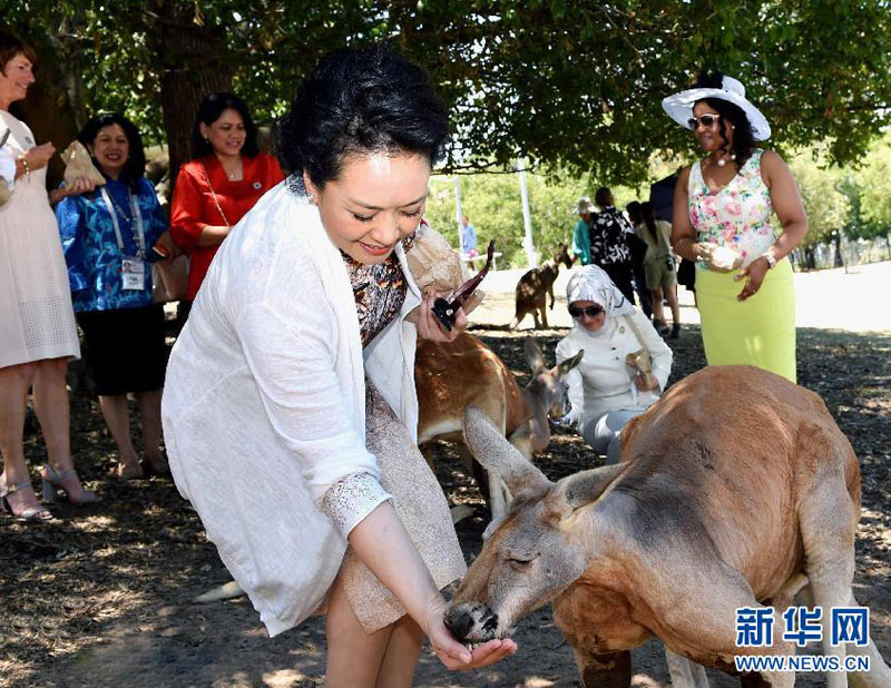 11月15日，中國國家主席習近平夫人彭麗媛在布裡斯班出席澳大利亞總理夫人瑪格麗特為G20與會各成員領導人配偶舉行的龍柏考拉園參觀活動。新華社記者 饒愛民 攝