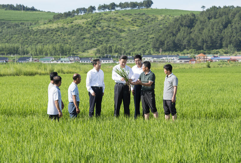 7月16日，習(xí)近平在延邊州和龍市東城鎮(zhèn)光東村稻田同村民和農(nóng)技人員交流。新華社記者 謝環(huán)馳 攝