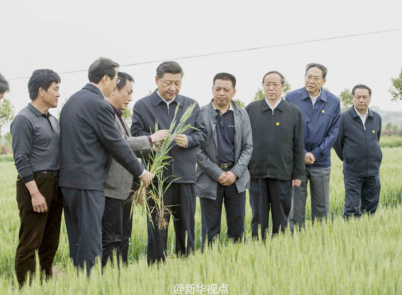 在小崗村高標(biāo)準(zhǔn)農(nóng)田示范點(diǎn)，習(xí)近平向農(nóng)技人員了解為保証合理施肥採(cǎi)取了哪些措施。總書記強(qiáng)調(diào)，要加強(qiáng)管理，加強(qiáng)監(jiān)測(cè)，確保農(nóng)產(chǎn)品安全。習(xí)近平還關(guān)切詢問(wèn)縣裡農(nóng)技人員培養(yǎng)和待遇情況，勉勵(lì)農(nóng)技人員發(fā)揮專長(zhǎng)服務(wù)“三農(nóng)”。