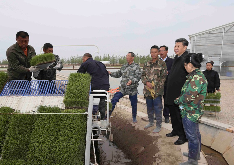 5月23日至25日，中共中央總書記、國家主席、中央軍委主席習近平在黑龍江考察調研。這是5月24日上午，習近平在撫遠市玖成水稻種植合作社察看機械插秧。 新華社記者 蘭紅光 攝