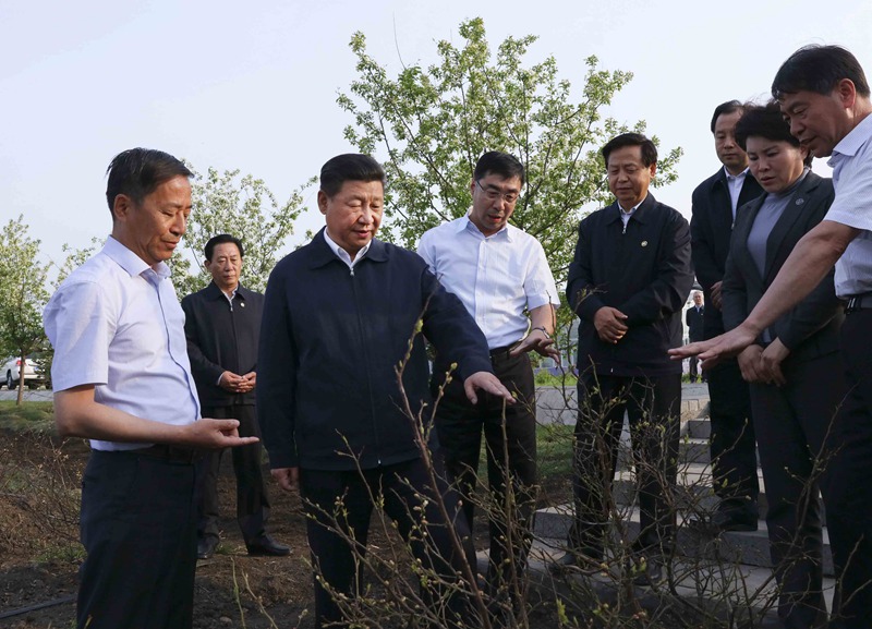 5月23日至25日，中共中央總書記、國家主席、中央軍委主席習近平在黑龍江考察調研。這是5月23日下午，習近平在伊春友好林業局萬畝藍莓產業園察看藍莓種植情況。 新華社記者 蘭紅光 攝