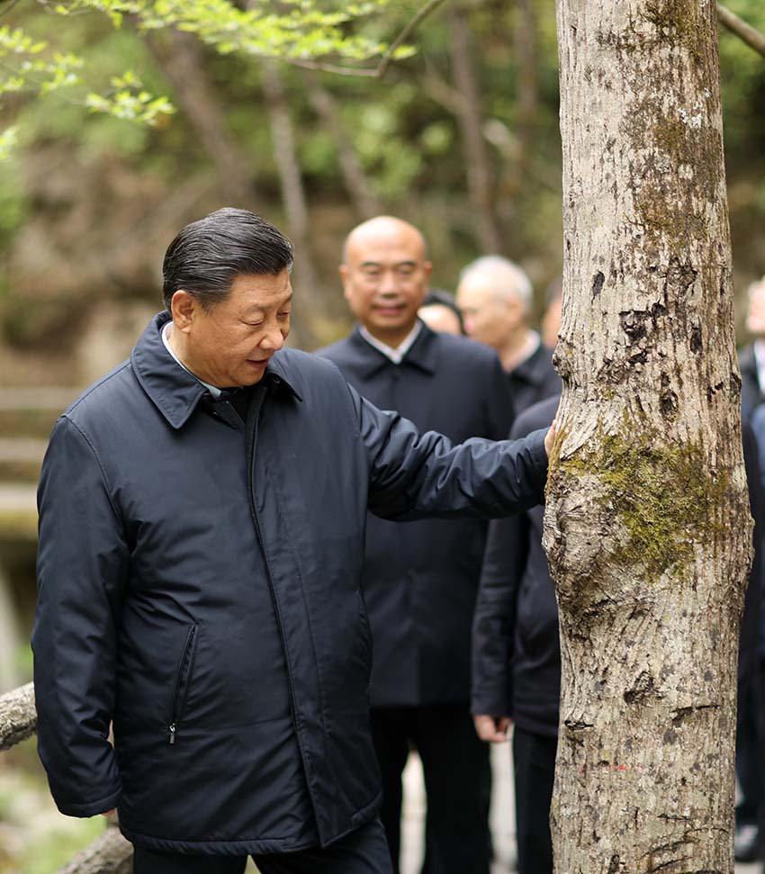 4月20日，中共中央總書記、國家主席、中央軍委主席習近平在陝西考察調研。這是習近平在位於商洛市柞水縣的秦嶺牛背梁國家級自然保護區，考察秦嶺生態保護情況。 新華社記者 鞠鵬 攝