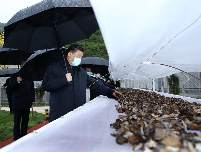 4月20日，中共中央總書記、國家主席、中央軍委主席習近平在陝西考察調研。這是習近平在商洛市柞水縣小嶺鎮金米村了解脫貧攻堅工作情況。 新華社記者 鞠鵬 攝