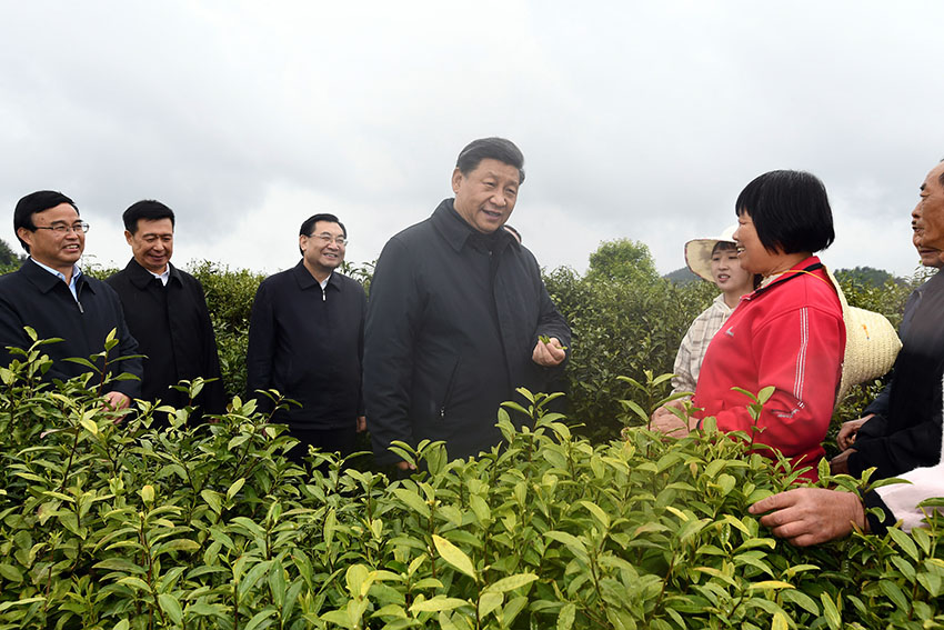 4月20日至23日，中共中央總書記、國家主席、中央軍委主席習近平在陝西考察。這是4月21日，習近平在安康市平利縣老縣鎮蔣家坪村女媧鳳凰茶業現代示范園區，同茶農們親切交談。 新華社記者 謝環馳 攝