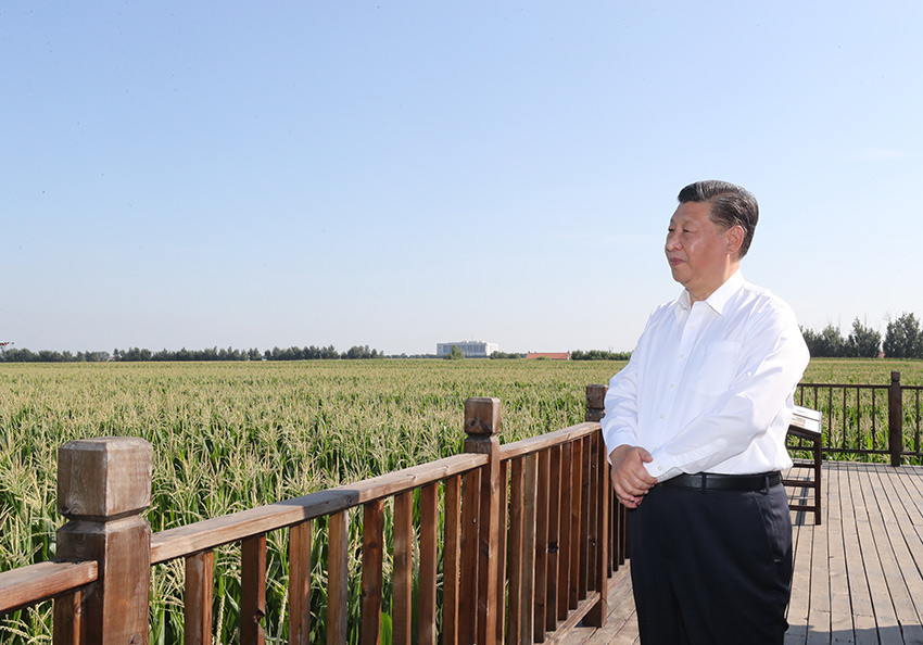 7月22日至24日，中共中央總書記、國家主席、中央軍委主席習近平在吉林省考察。這是7月22日下午，習近平考察四平市梨樹縣國家百萬畝綠色食品原料（玉米）標準化生產基地核心示范區地塊。 新華社記者 鞠鵬 攝