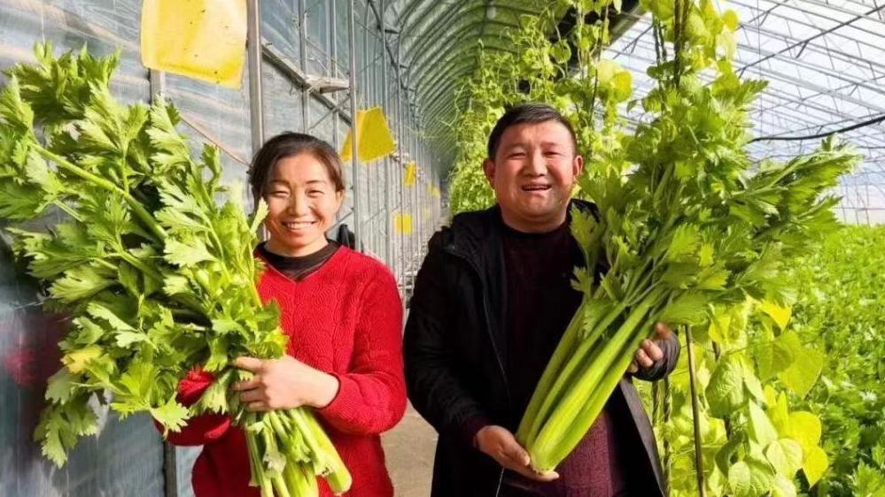 青銅峽市峽口鎮趙渠村的蔬菜大棚裡，芹菜長勢喜人。魏鵬 攝