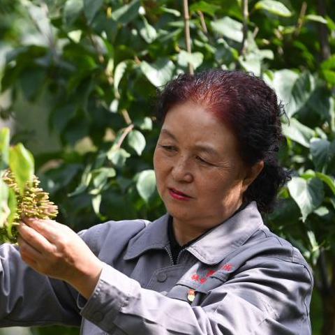   張錦梅：堅守換來綠夢成真    　　日復一日，在張錦梅和一批林業專家的努力下，西寧建成全國首個丁香國家林木種質資源庫。    