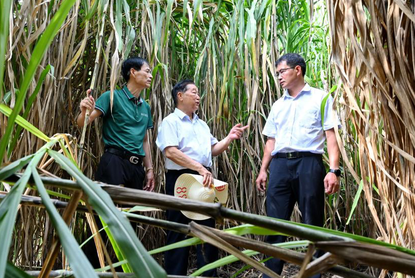 菌草技術發(fā)明人林佔熺：種下一棵“幸福草”